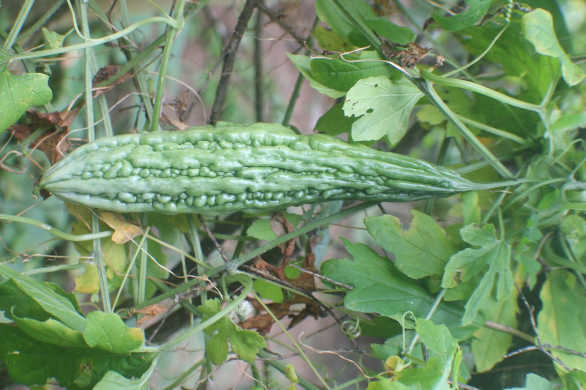 Momordica charantia L.